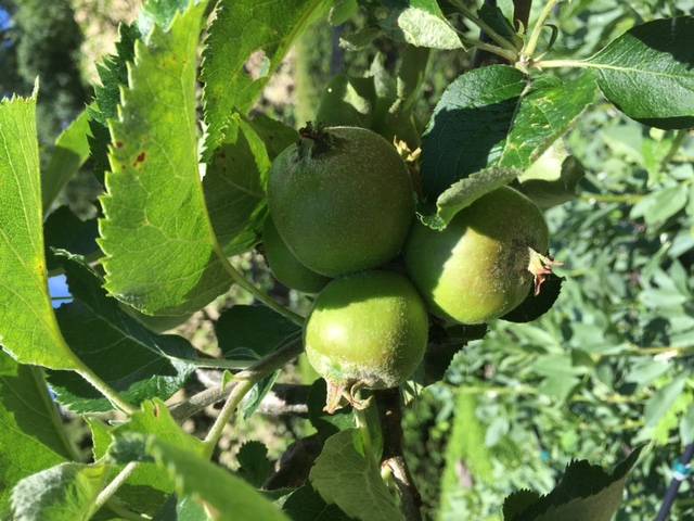 apple thinning 2